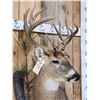 Image 4 : Gorgeous High 180 Class Whitetail Shoulder Mount Taxidermy