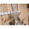 Image 5 : Gorgeous High 180 Class Whitetail Shoulder Mount Taxidermy