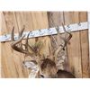 Image 6 : Gorgeous High 180 Class Whitetail Shoulder Mount Taxidermy