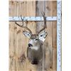 Image 1 : 6x6 Mule Deer Shoulder Mount Taxidermy