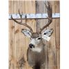 Image 2 : 6x6 Mule Deer Shoulder Mount Taxidermy