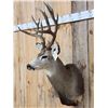 Image 3 : 6x6 Mule Deer Shoulder Mount Taxidermy