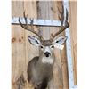 Image 4 : 6x6 Mule Deer Shoulder Mount Taxidermy
