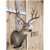 Image 5 : 6x6 Mule Deer Shoulder Mount Taxidermy