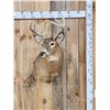 Image 1 : 6x5 Whitetail Shoulder Mount Taxidermy