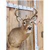 Image 2 : 6x5 Whitetail Shoulder Mount Taxidermy