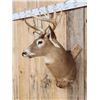 Image 4 : 6x5 Whitetail Shoulder Mount Taxidermy