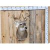 Image 1 : Gnarly Mini Monster Nontypical Double Droptine Whitetail Shoulder Mount Taxidermy