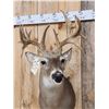 Image 2 : Gnarly Mini Monster Nontypical Double Droptine Whitetail Shoulder Mount Taxidermy