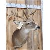 Image 3 : Gnarly Mini Monster Nontypical Double Droptine Whitetail Shoulder Mount Taxidermy