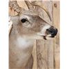 Image 4 : Gnarly Mini Monster Nontypical Double Droptine Whitetail Shoulder Mount Taxidermy