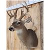 Image 5 : Gnarly Mini Monster Nontypical Double Droptine Whitetail Shoulder Mount Taxidermy