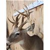 Image 6 : Gnarly Mini Monster Nontypical Double Droptine Whitetail Shoulder Mount Taxidermy