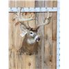 Image 1 : Big 200 Class Whitetail Shoulder Mount Taxidermy