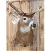 Image 2 : Big 200 Class Whitetail Shoulder Mount Taxidermy