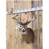 Image 3 : Big 200 Class Whitetail Shoulder Mount Taxidermy