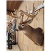 Image 4 : Big 200 Class Whitetail Shoulder Mount Taxidermy