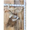Image 5 : Big 200 Class Whitetail Shoulder Mount Taxidermy