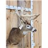 Image 6 : Big 200 Class Whitetail Shoulder Mount Taxidermy
