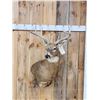 Image 1 : 4x4 Whitetail Shoulder Mount Taxidermy