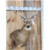 Image 2 : 4x4 Whitetail Shoulder Mount Taxidermy