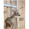 Image 3 : 4x4 Whitetail Shoulder Mount Taxidermy
