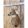 Image 4 : 4x4 Whitetail Shoulder Mount Taxidermy