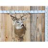 Image 1 : 4x4 Whitetail Shoulder Mount Taxidermy