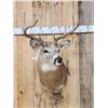 Image 2 : 4x4 Whitetail Shoulder Mount Taxidermy
