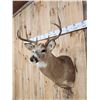 Image 3 : 4x4 Whitetail Shoulder Mount Taxidermy
