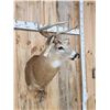 Image 4 : 4x4 Whitetail Shoulder Mount Taxidermy
