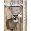 Image 2 : PRETTY Main Frame 5x5 Whitetail Shoulder Mount Taxidermy