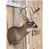 Image 8 : PRETTY Main Frame 5x5 Whitetail Shoulder Mount Taxidermy