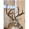 Image 8 : Main Frame 4x4 Whitetail Shoulder Mount Taxidermy