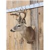 Image 2 : Mini Monster 5x5 Whitetail Shoulder Mount Taxidermy