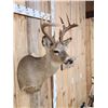 Image 3 : Mini Monster 5x5 Whitetail Shoulder Mount Taxidermy
