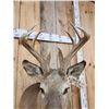 Image 4 : Mini Monster 5x5 Whitetail Shoulder Mount Taxidermy