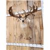Image 2 : Big Reproduction Whitetail Shoulder Mount Taxidermy