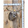 Image 1 : Big Gnarly 300 Class Whitetail Shoulder Mount Taxidermy