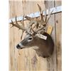 Image 2 : Big Gnarly 300 Class Whitetail Shoulder Mount Taxidermy