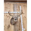 Image 3 : Big Gnarly 300 Class Whitetail Shoulder Mount Taxidermy