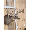 Image 4 : Big Gnarly 300 Class Whitetail Shoulder Mount Taxidermy