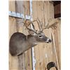Image 5 : Big Gnarly 300 Class Whitetail Shoulder Mount Taxidermy