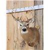 Image 2 : 4x5 Whitetail Shoulder Mount Taxidermy