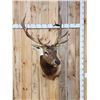 Image 1 : 6x6 Elk Shoulder Mount Taxidermy