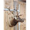 Image 2 : 6x6 Elk Shoulder Mount Taxidermy