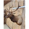 Image 3 : 6x6 Elk Shoulder Mount Taxidermy