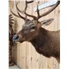 Image 4 : 6x6 Elk Shoulder Mount Taxidermy