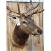 Image 5 : 6x6 Elk Shoulder Mount Taxidermy