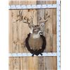 Image 1 : Big Gnarly Nontypical Whitetail Shoulder Mount Taxidermy